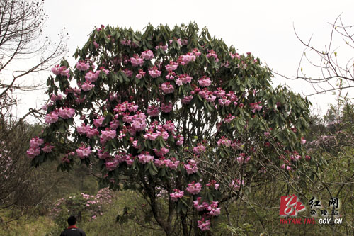 炎陵县十万亩杜鹃怒放 吸引游客络绎不绝（图片新闻）