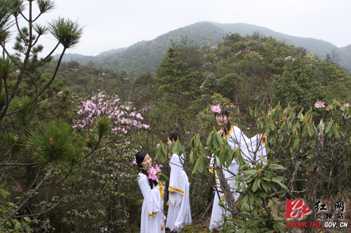 炎陵杜鹃花怒放 天下＂驴友＂慕名来