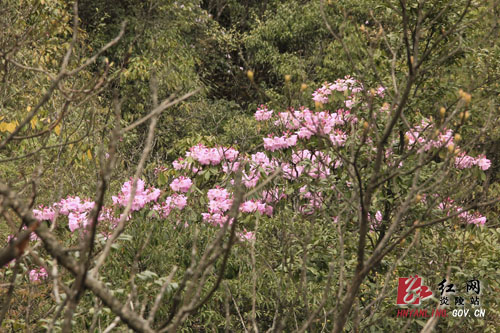 炎陵县十万亩杜鹃怒放 吸引游客络绎不绝（图片新闻）