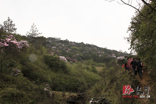 炎陵县十万亩杜鹃怒放 吸引游客络绎不绝（图片新闻）