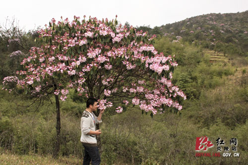 炎陵县十万亩杜鹃怒放 吸引游客络绎不绝（图片新闻）