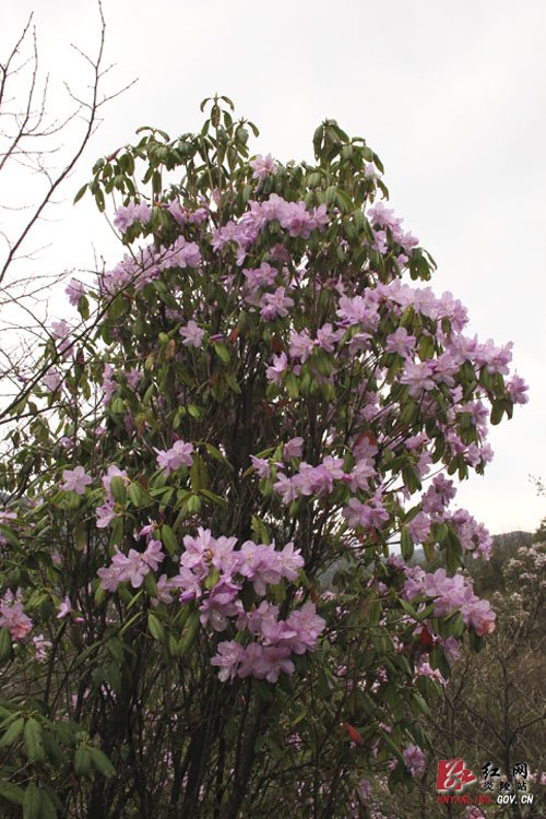 炎陵县十万亩杜鹃怒放 吸引游客络绎不绝（图片新闻）