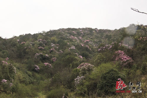 炎陵县十万亩杜鹃怒放 吸引游客络绎不绝（图片新闻）