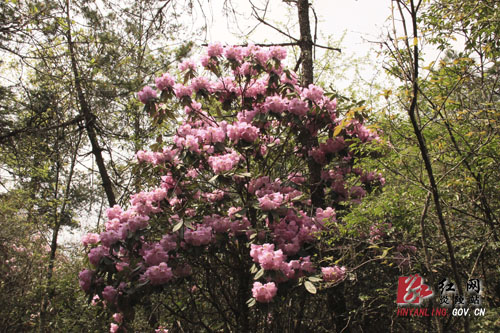 炎陵县十万亩杜鹃怒放 吸引游客络绎不绝（图片新闻）