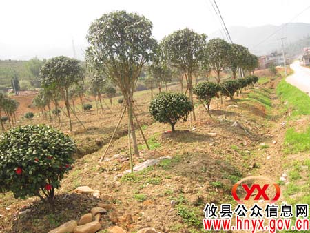 攸县柏市镇温水村清明时节植树忙
