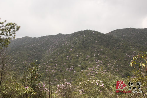 炎陵县十万亩杜鹃怒放 吸引游客络绎不绝（图片新闻）