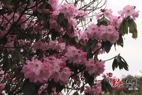 炎陵县十万亩杜鹃怒放 吸引游客络绎不绝（图片新闻）