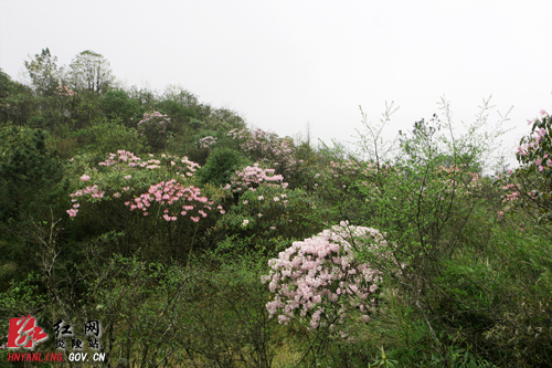 炎陵杜鹃花怒放 天下＂驴友＂慕名来