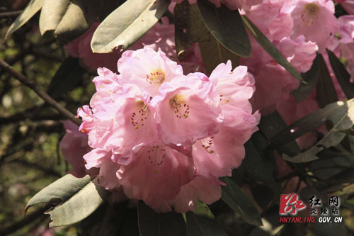 炎陵县十万亩杜鹃怒放 吸引游客络绎不绝（图片新闻）