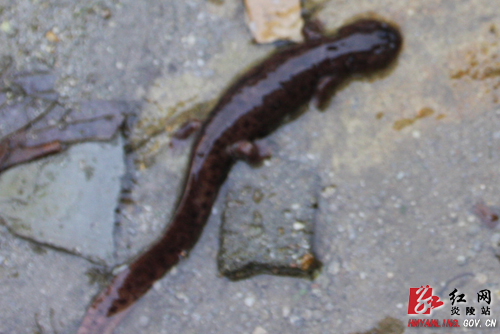 梨树洲惊现野生＂娃娃鱼＂