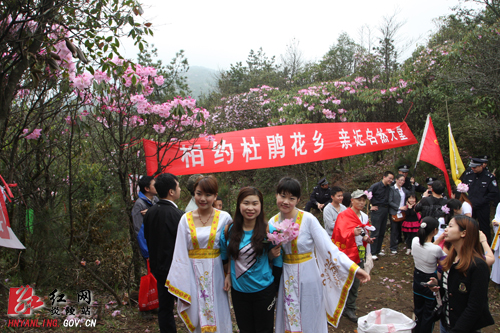 炎陵杜鹃花怒放 天下＂驴友＂慕名来