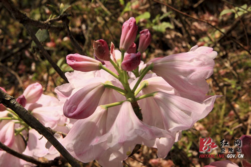 炎陵县十万亩杜鹃怒放 吸引游客络绎不绝（图片新闻）