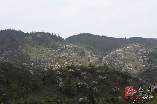 炎陵县十万亩杜鹃怒放 吸引游客络绎不绝（图片新闻）