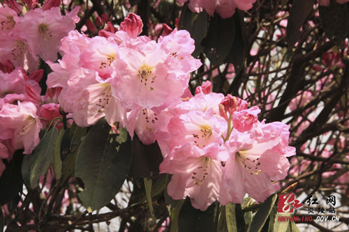 炎陵县十万亩杜鹃怒放 吸引游客络绎不绝（图片新闻）