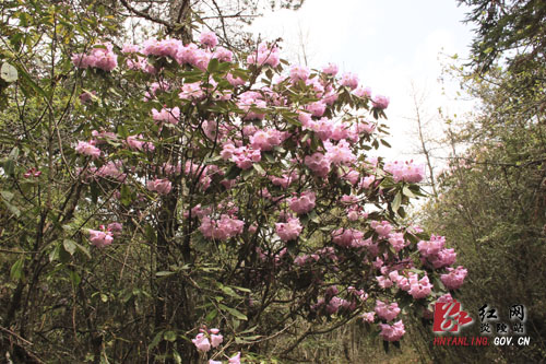 炎陵县十万亩杜鹃怒放 吸引游客络绎不绝（图片新闻）