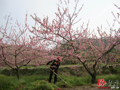【记者走基层】新时代的农民 水果状元＂阿牛＂