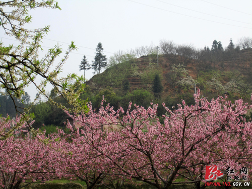 【记者走基层】新时代的农民 水果状元＂阿牛＂