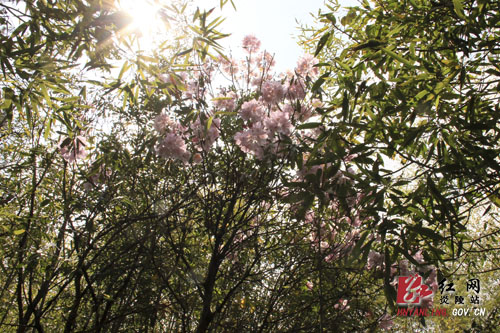 炎陵县十万亩杜鹃怒放 吸引游客络绎不绝（图片新闻）