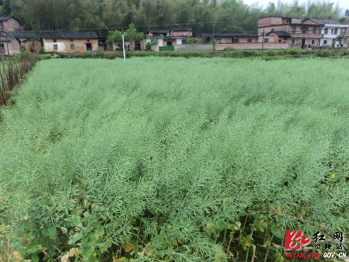 东风乡：＂一促四防＂确保油菜增产丰收
