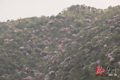 炎陵县十万亩杜鹃怒放 吸引游客络绎不绝（图片新闻）