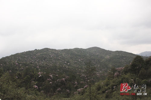 炎陵县十万亩杜鹃怒放 吸引游客络绎不绝（图片新闻）