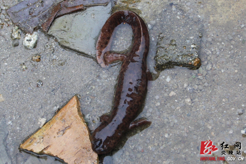 梨树洲惊现野生＂娃娃鱼＂