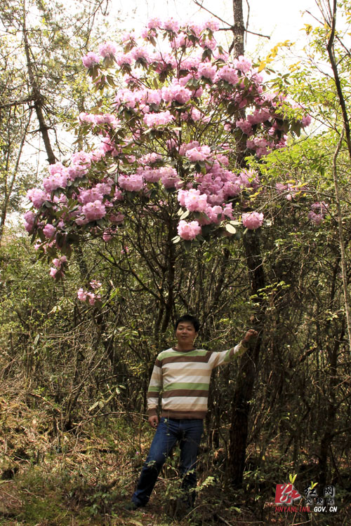 炎陵县十万亩杜鹃怒放 吸引游客络绎不绝（图片新闻）
