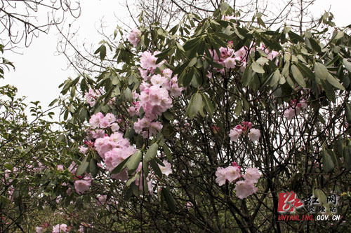 炎陵县十万亩杜鹃怒放 吸引游客络绎不绝（图片新闻）