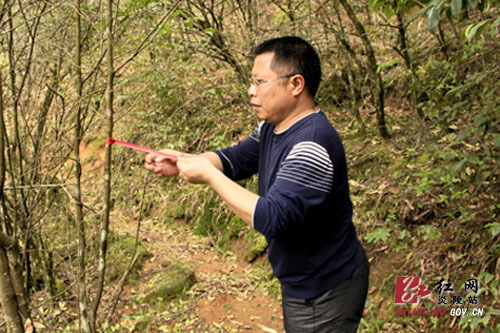 策源乡全力筹备梨树洲云锦杜鹃花户外旅游节