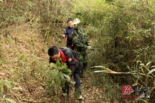 策源乡全力筹备梨树洲云锦杜鹃花户外旅游节