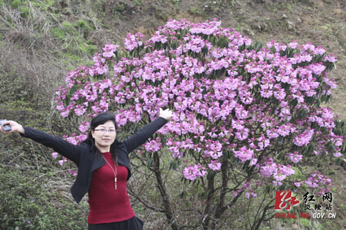 炎陵县十万亩杜鹃怒放 吸引游客络绎不绝（图片新闻）