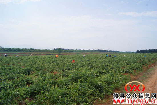 金银花产业——攸县农村产业结构调整的新选择