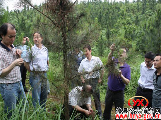 省林业厅专家来攸县指导林业有害生物防治工作