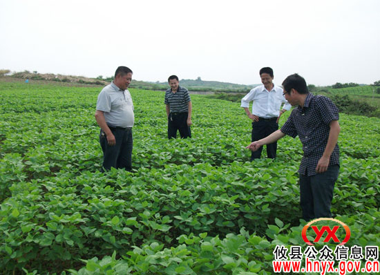 攸县菜花坪镇黄豆种植面积达10000余亩