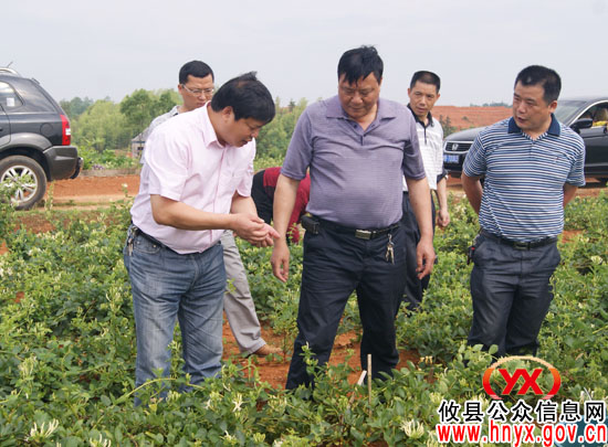 金银花产业——攸县农村产业结构调整的新选择