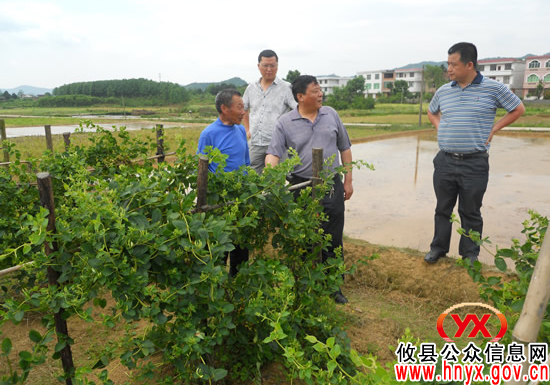 攸县鑫地合作社以种植金银花为引领助农增收致富