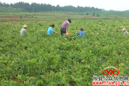 攸县鑫地合作社以种植金银花为引领助农增收致富