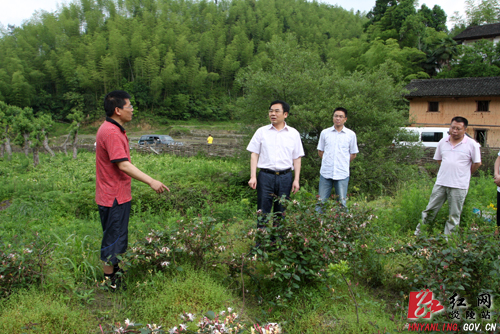 黄诗燕：落实 “五个紧抓” 实现富民强乡