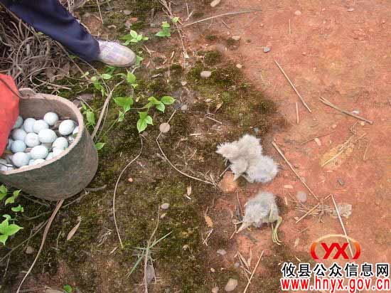 攸县林业局依法整治诱捕野生鸟类行为