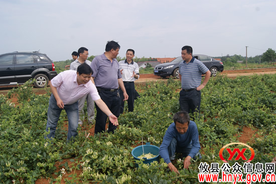 攸县鑫地合作社以种植金银花为引领助农增收致富