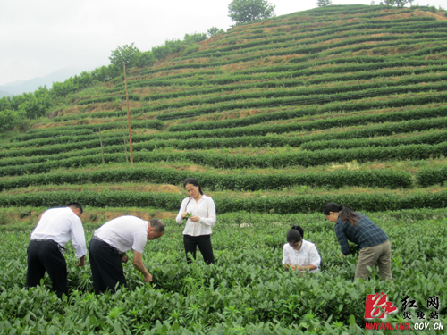 炎陵神农井牌铁观音春茶开采 吸引旅客观赏