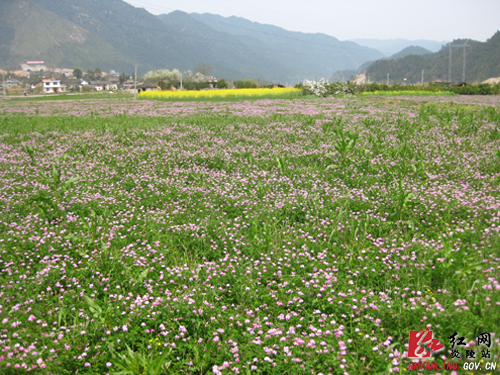 种草也可创收 中村乡掀起收购绿肥种子高潮