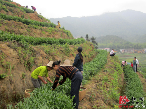 炎陵神农井牌铁观音春茶开采 吸引旅客观赏
