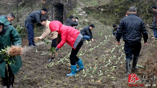 龙渣瑶族乡茶叶规模种植拓宽群众致富路