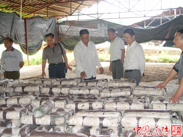 茶陵今年计划完成蔬菜基地扩面800亩