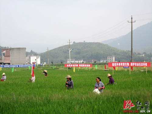 全市宣传贯彻《湖南省外来物种管理条例》及灭除福寿螺行动现场会在炎召开