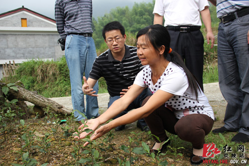 龙渣瑶族乡茶叶规模种植拓宽群众致富路