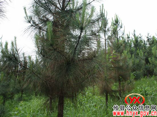 攸县积极防治松赤落叶病危害