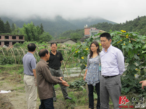 落实民生实事 建好蔬菜基地