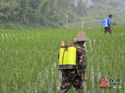 加强水稻病虫害防控 确保粮食丰产丰收